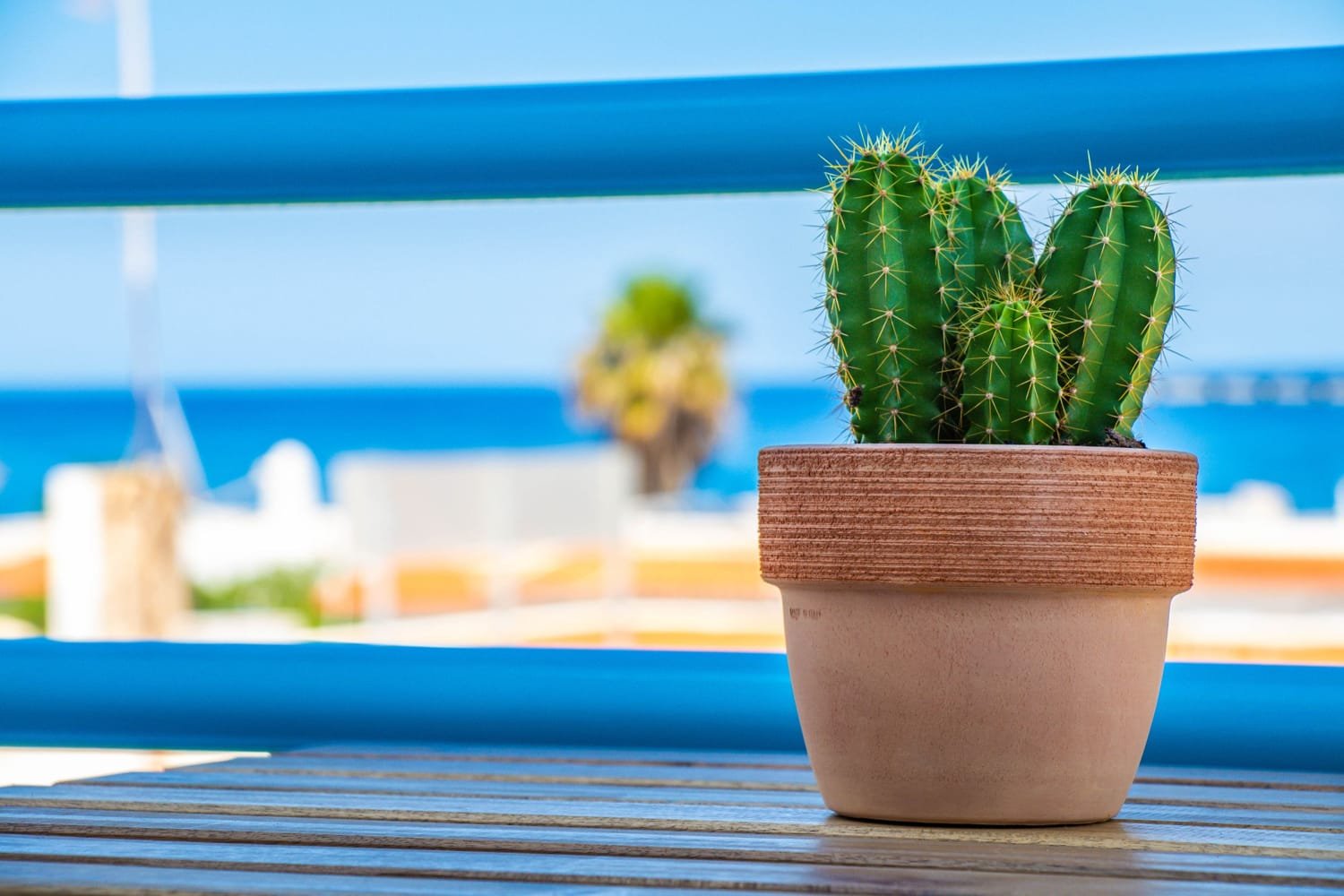 Un cactus sobre la mesa de la terraza